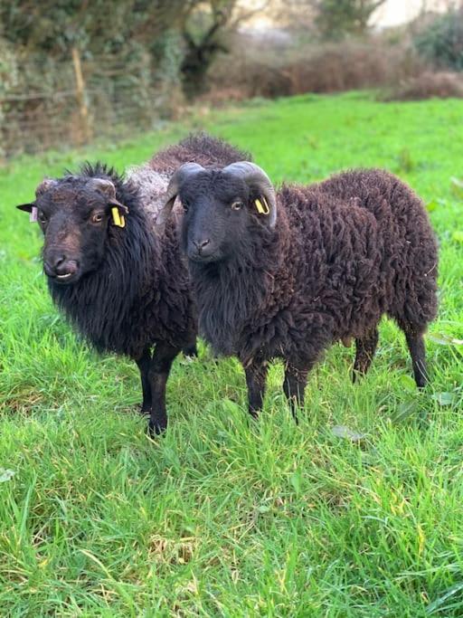 A Unique & Tranquil Smallholding Retreat Chalet Redruth
